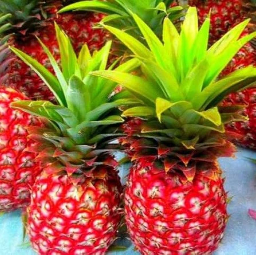 Red Pineapple Ananas comosus seeds for planting in home garden